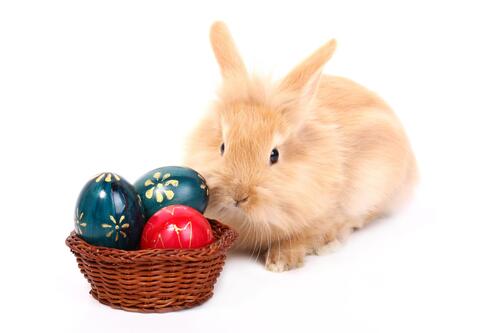 Кролик сидит рядом с пасхальными яйцами