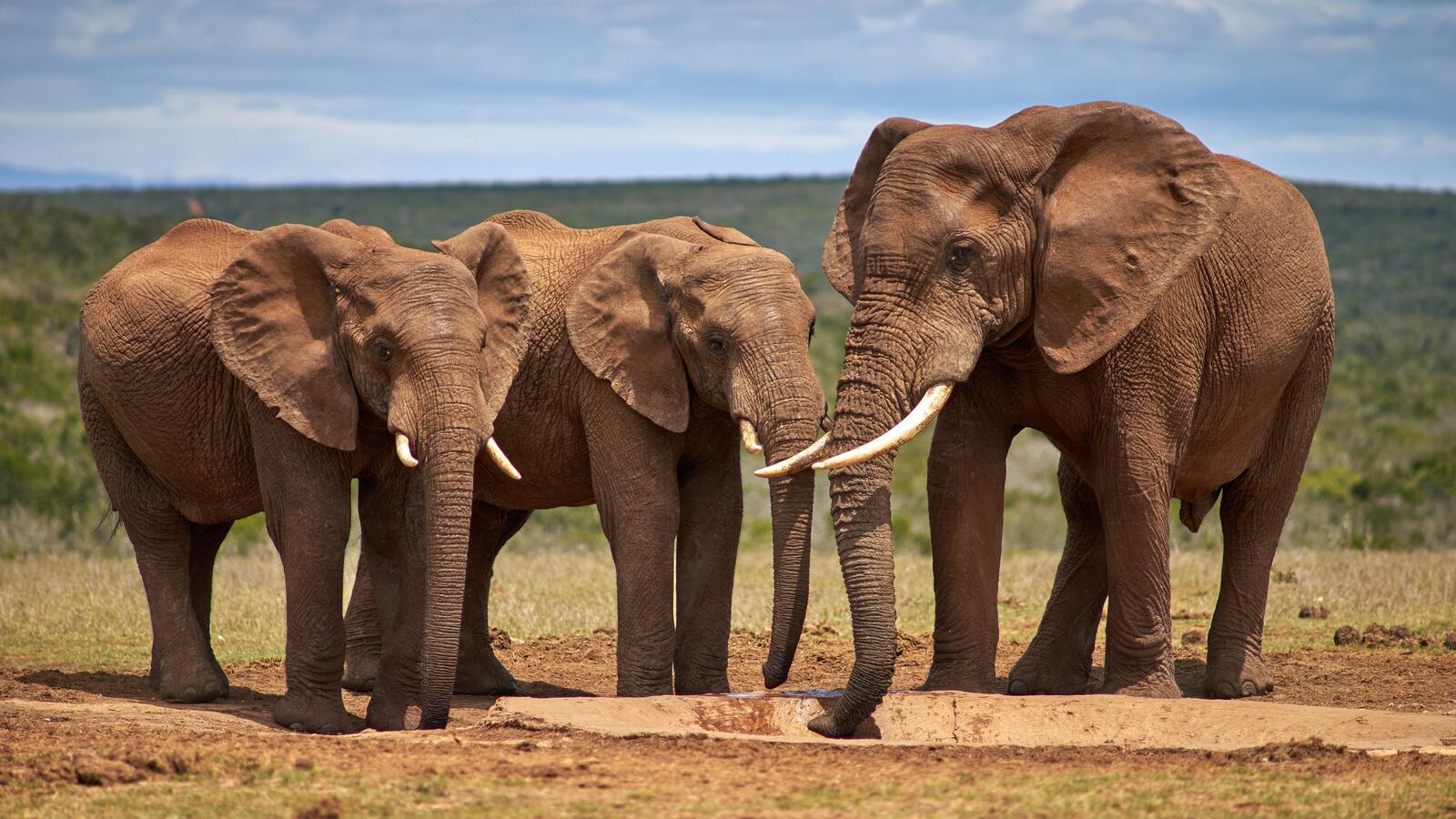 Бесплатное фото Семья африканских слонов пьет из лужи