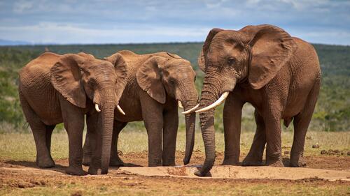 A family of African elephants drinking from a puddle