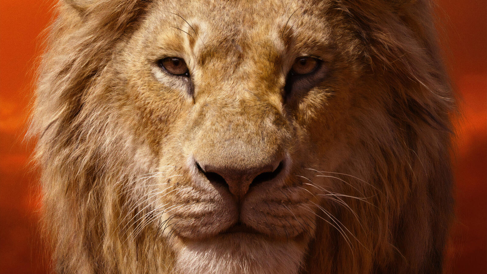 Free photo Close-up of a lion`s muzzle