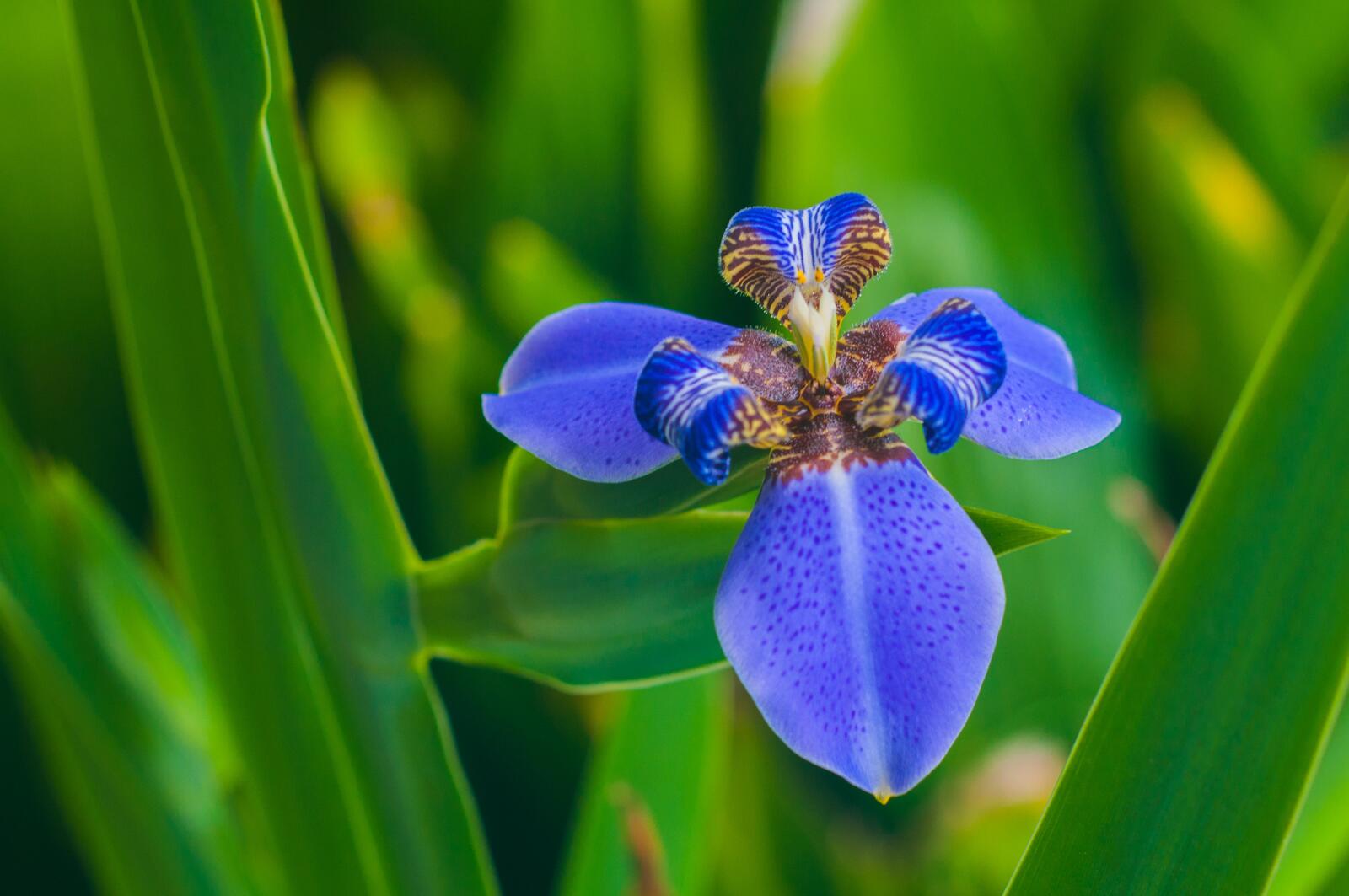 Бесплатное фото Цветущая орхидея