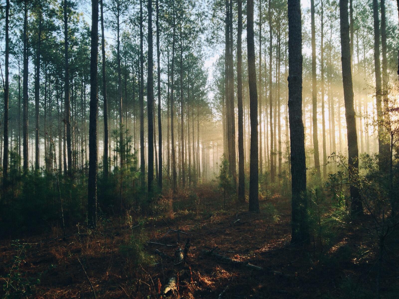 Утренние солнечные лучи в хвойном лесу
