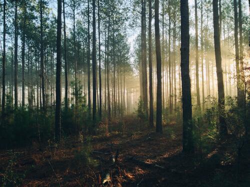 Утренние солнечные лучи в хвойном лесу