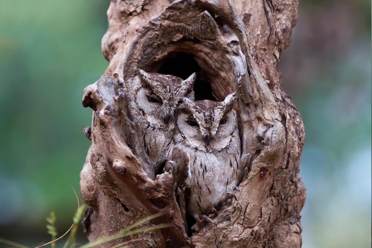 The owls camouflaged themselves in a hollow tree.