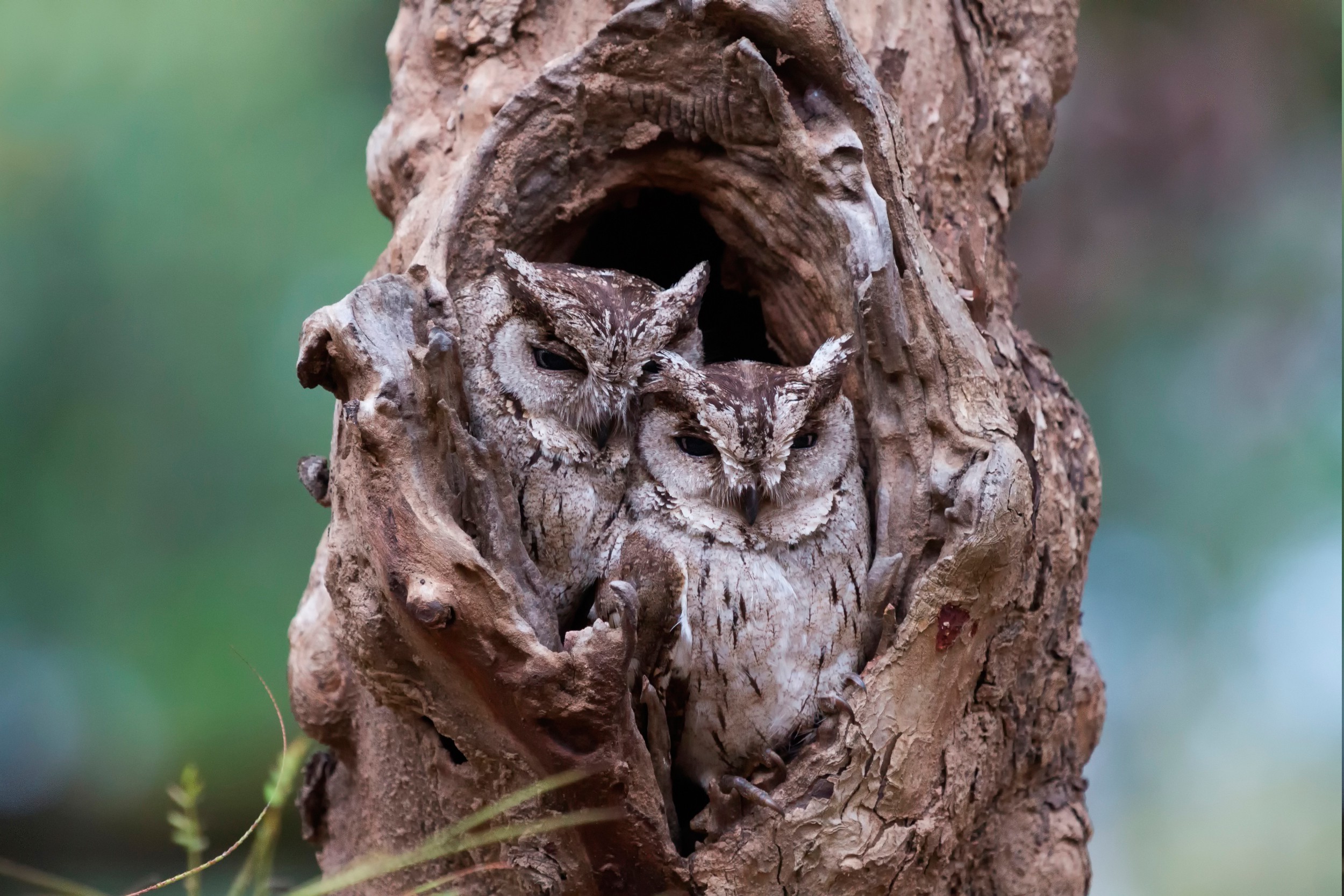 Free photo The owls camouflaged themselves in a hollow tree.