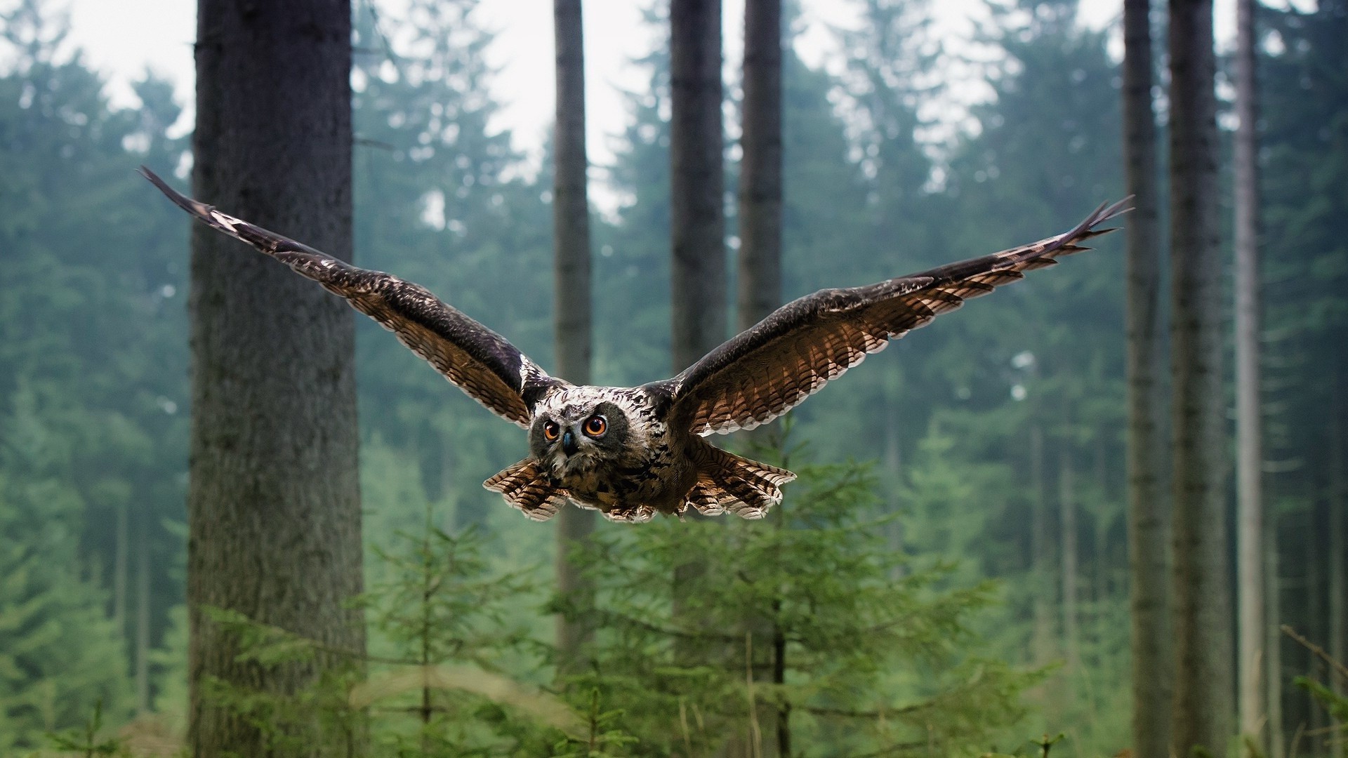 An owl flies through the forest