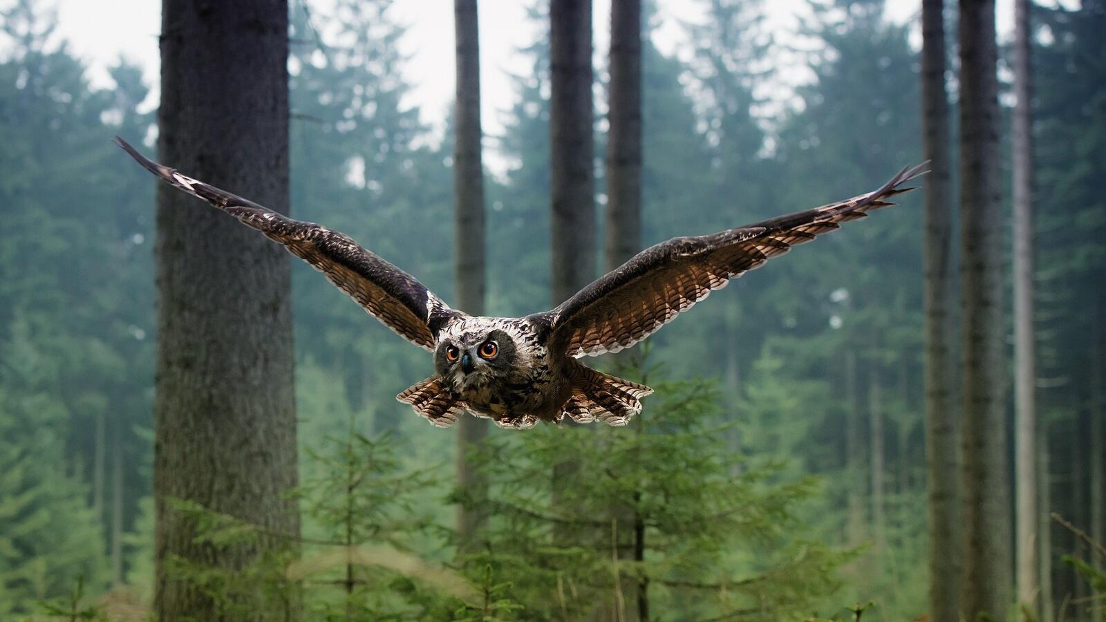 Free photo An owl flies through the forest