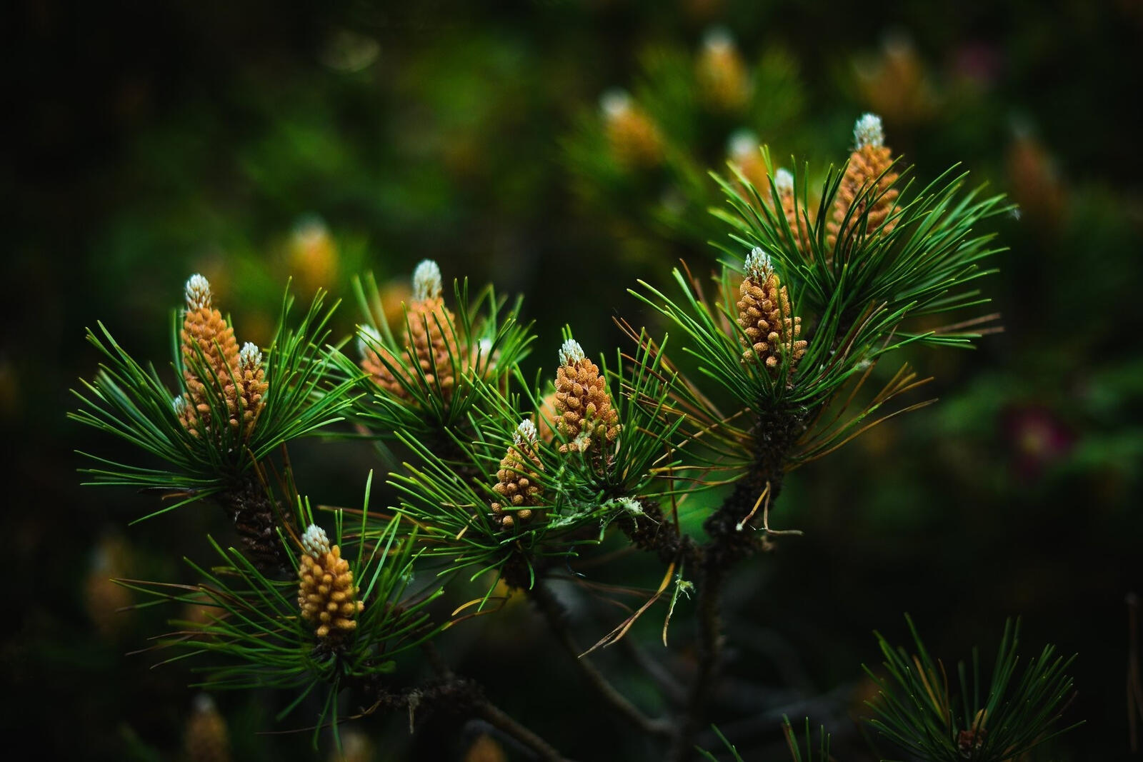 Free photo Small pine cones on branches with green needles
