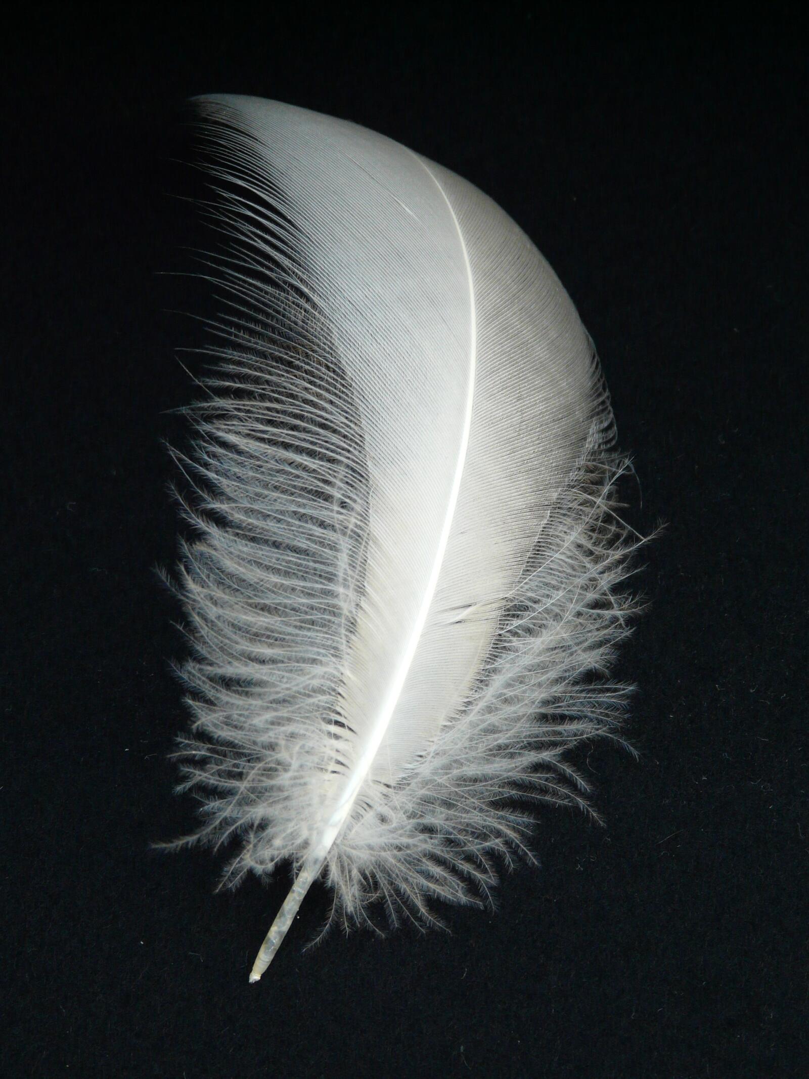 Бесплатное фото Белое птичье перо на черном фоне
