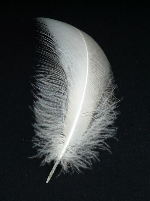 White bird feather on a sulfur background