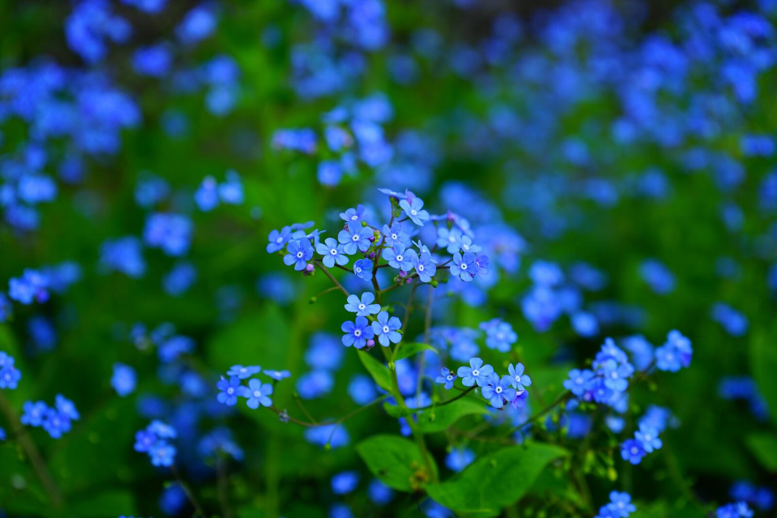 Бесплатное фото Красивые голубые цветы Незабудки