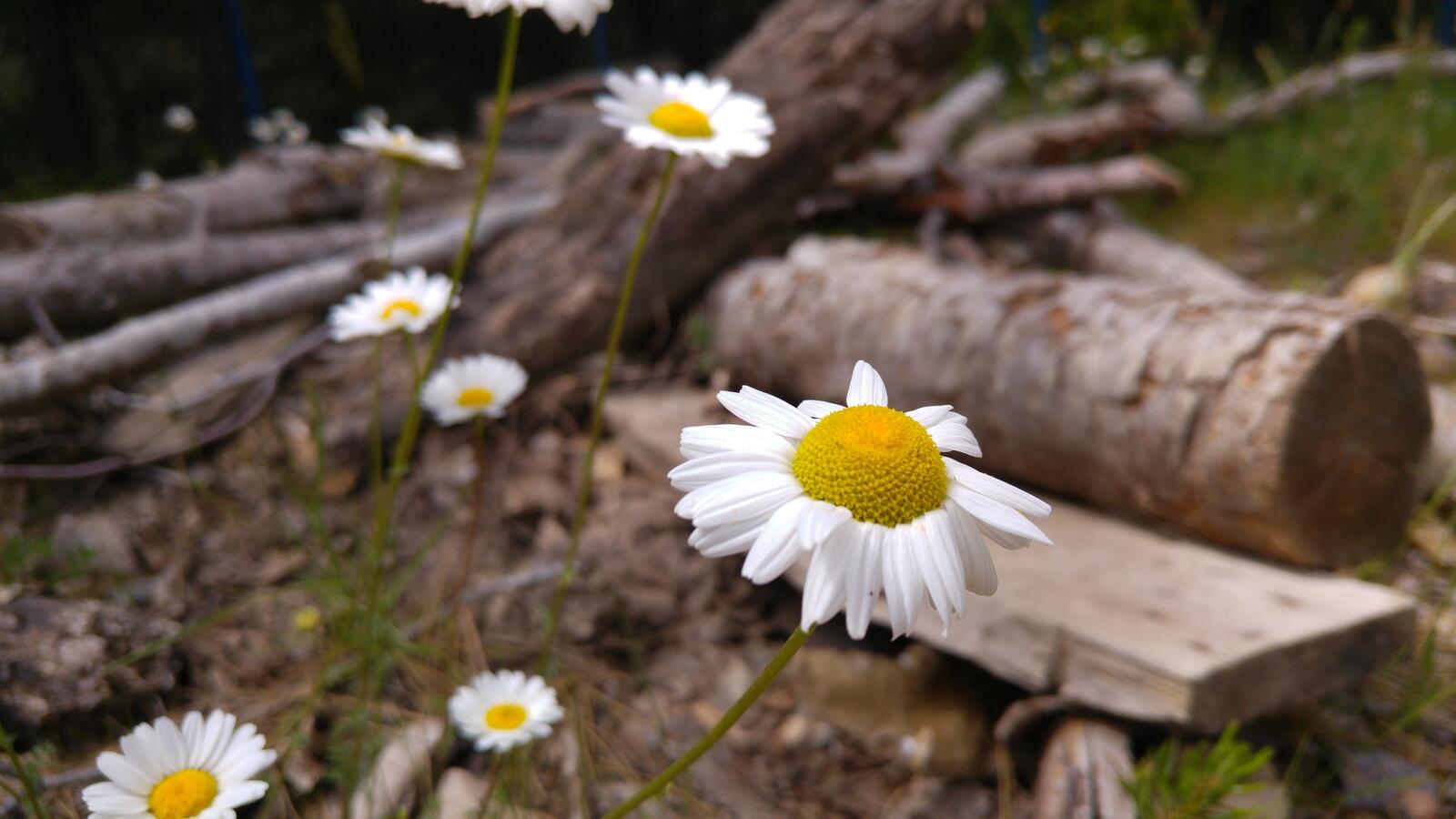 Free photo Beautiful daisies with white petals