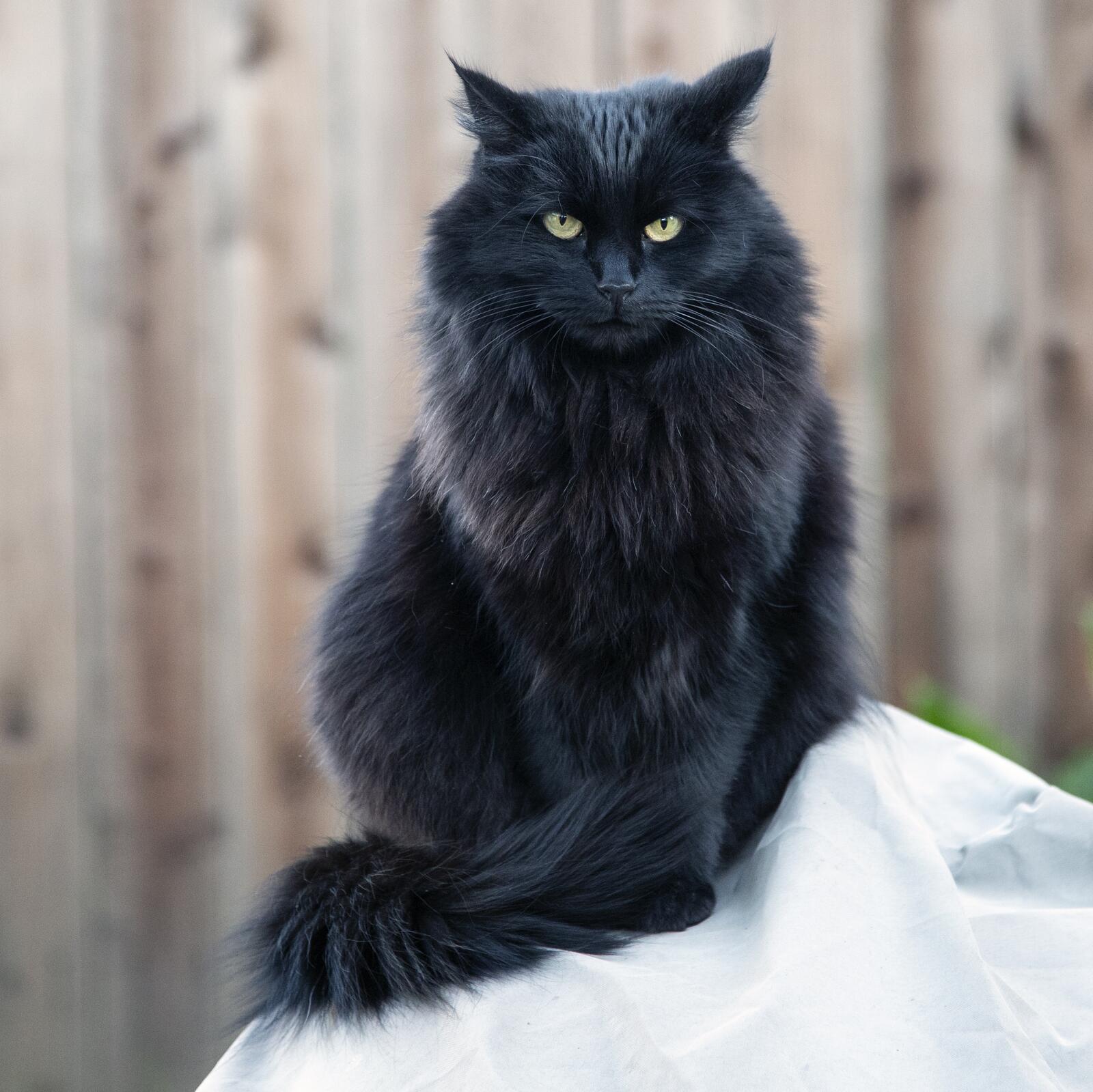 Черная пушистая кошка