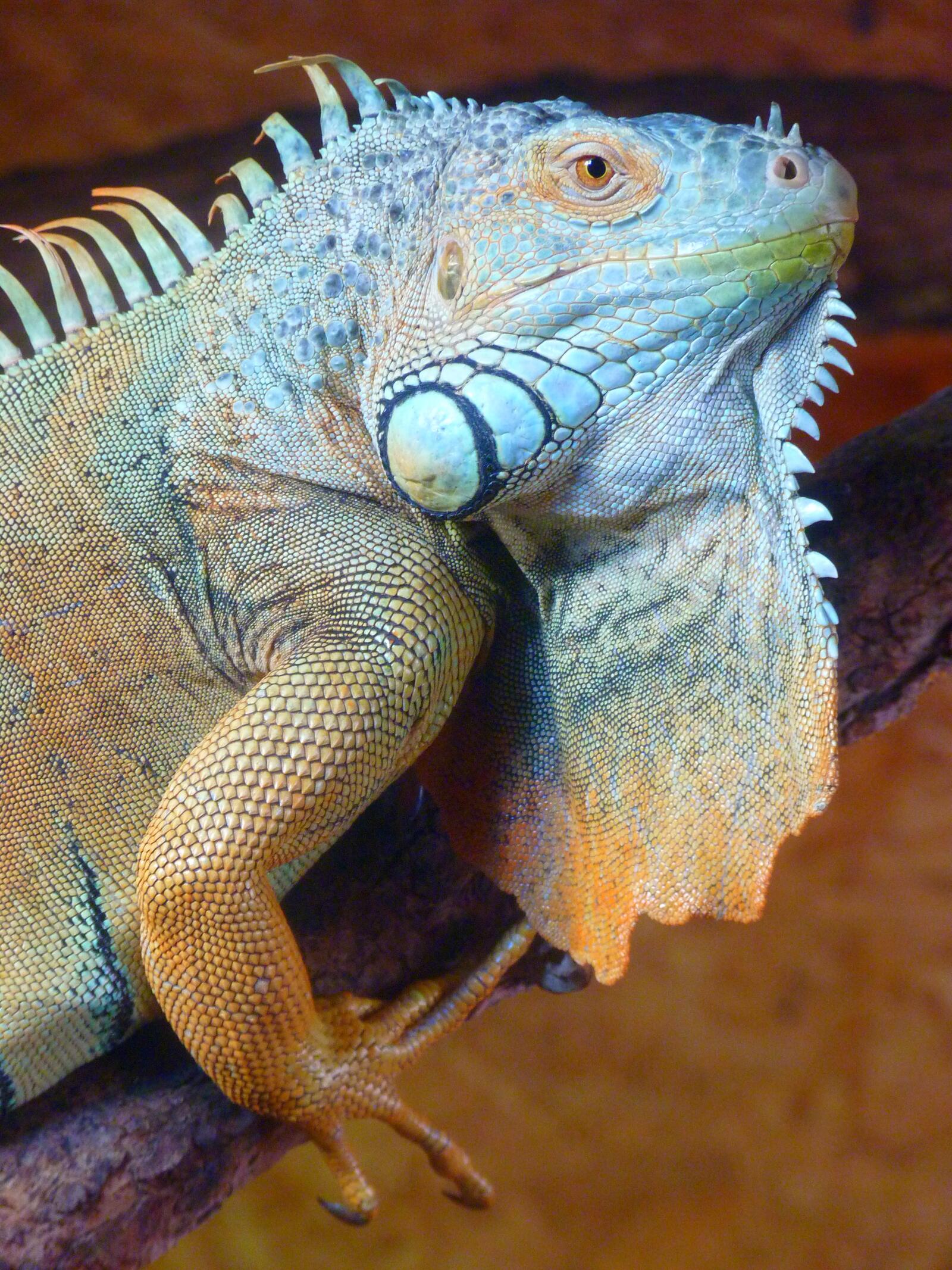 Free photo Portrait of a blue chameleon