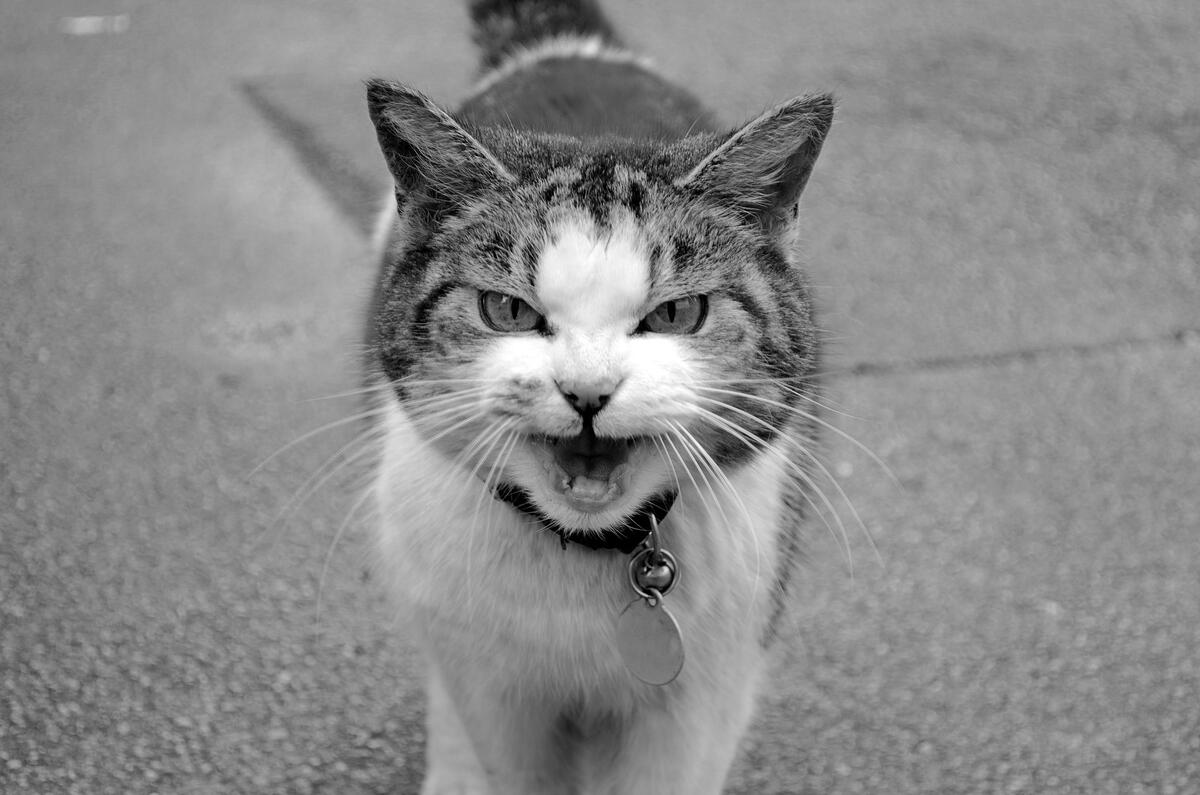 Злой котик на монохромном фото