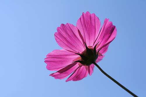 A pink flower against the sky