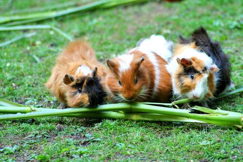 Multicolored guinea pigs