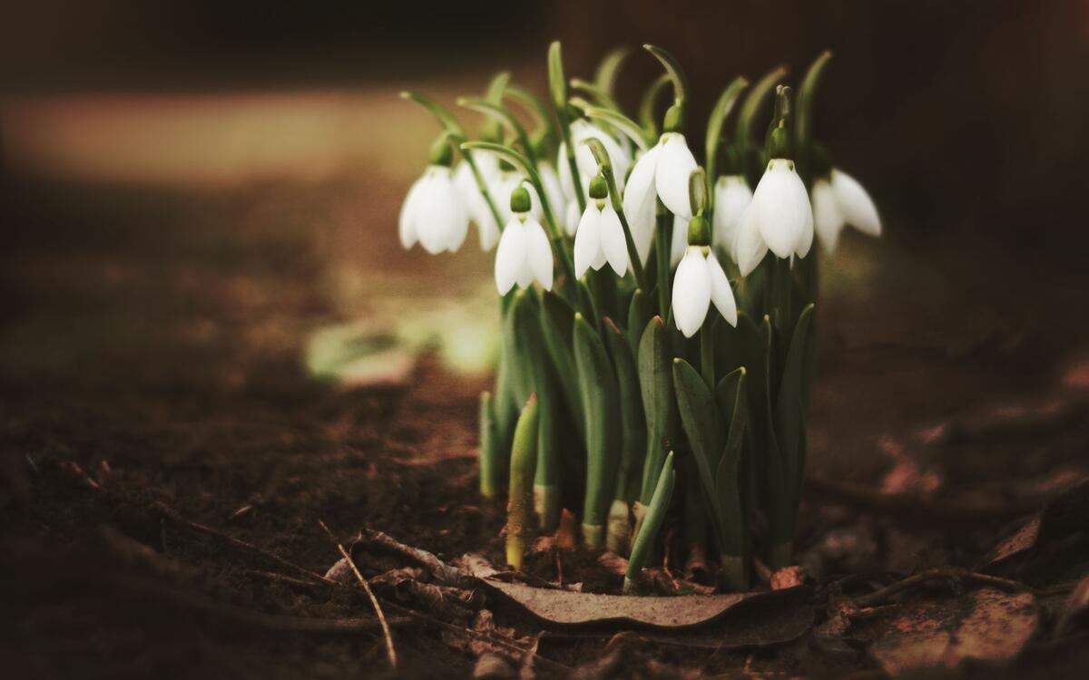 A bunch of snowdrops