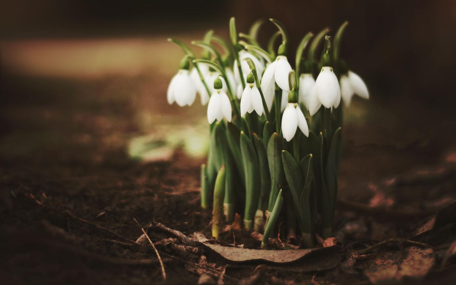 Free photo A bunch of snowdrops