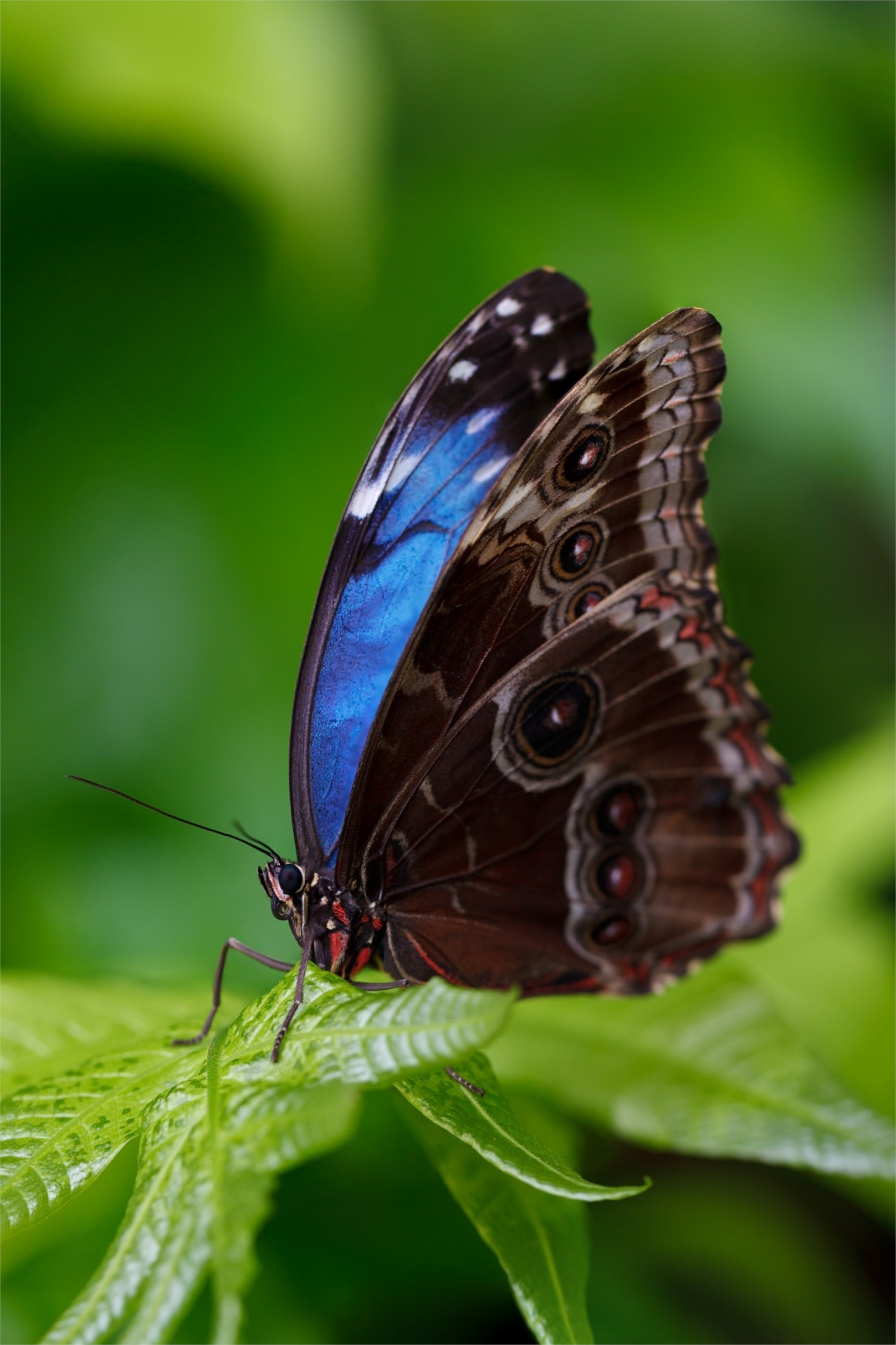 一只长着蓝色翅膀的美丽蝴蝶。