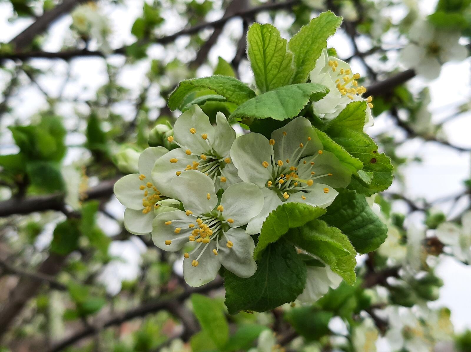 Бесплатное фото Цветочки цветущей яблони
