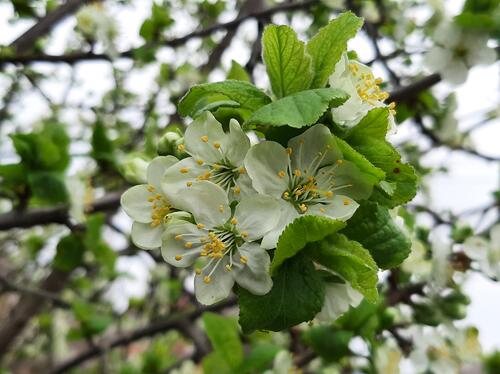 Цветочки цветущей яблони