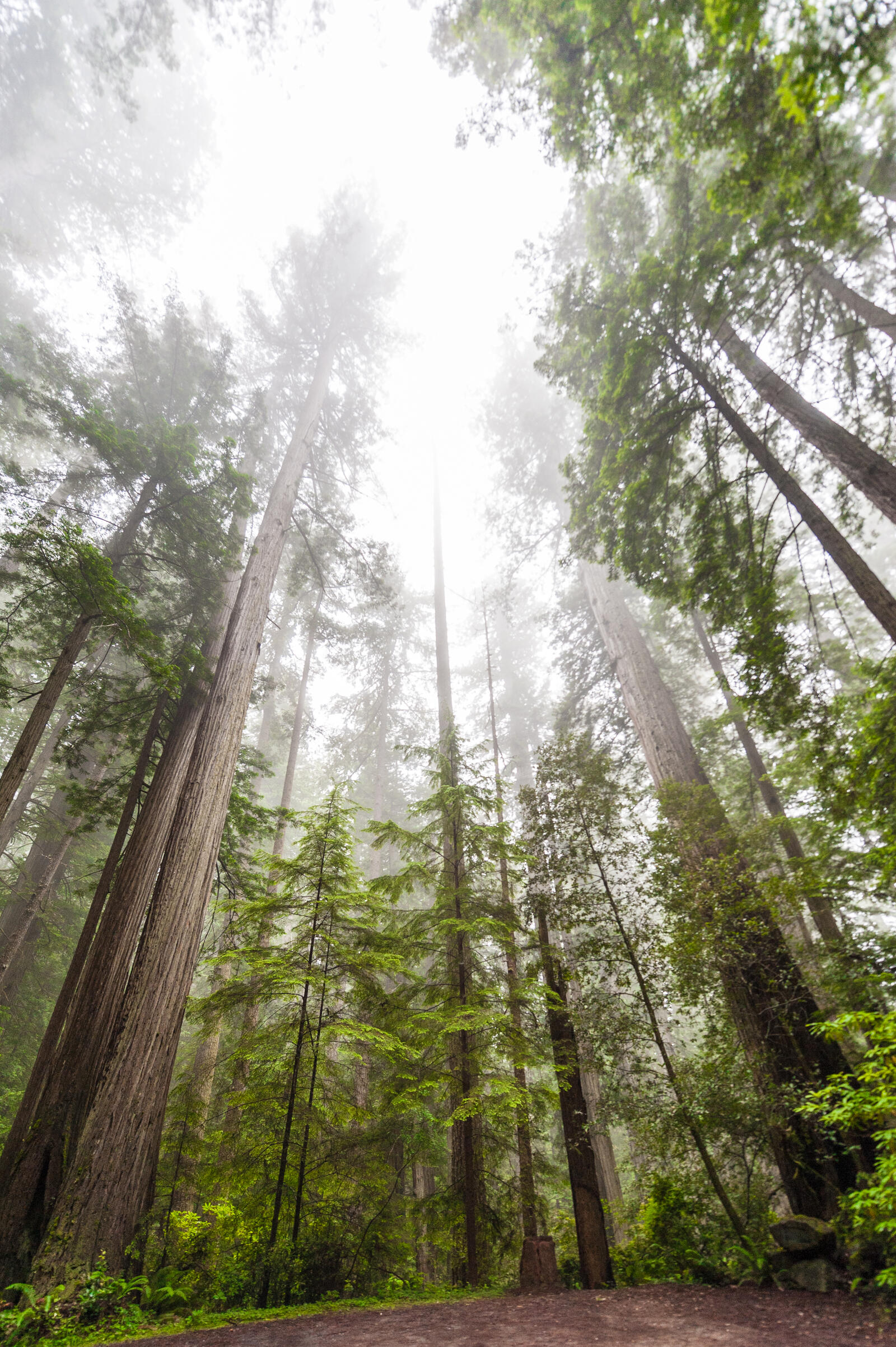 Free photo Coniferous forest in the fog