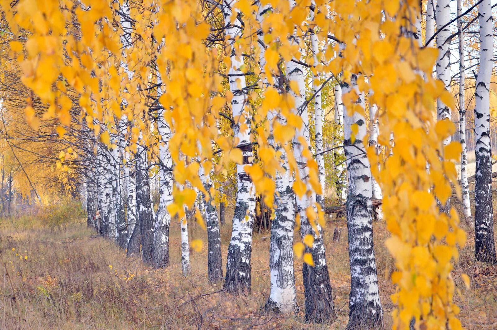 免费照片秋天的白桦林