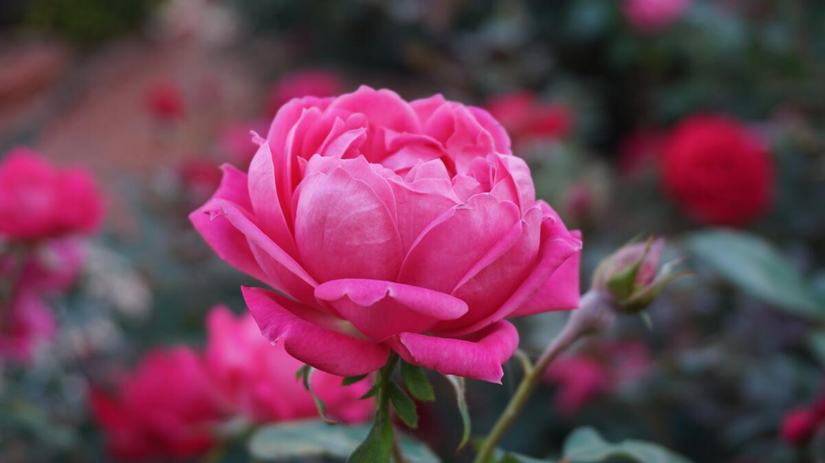 Сад с розовыми розами сентифолии