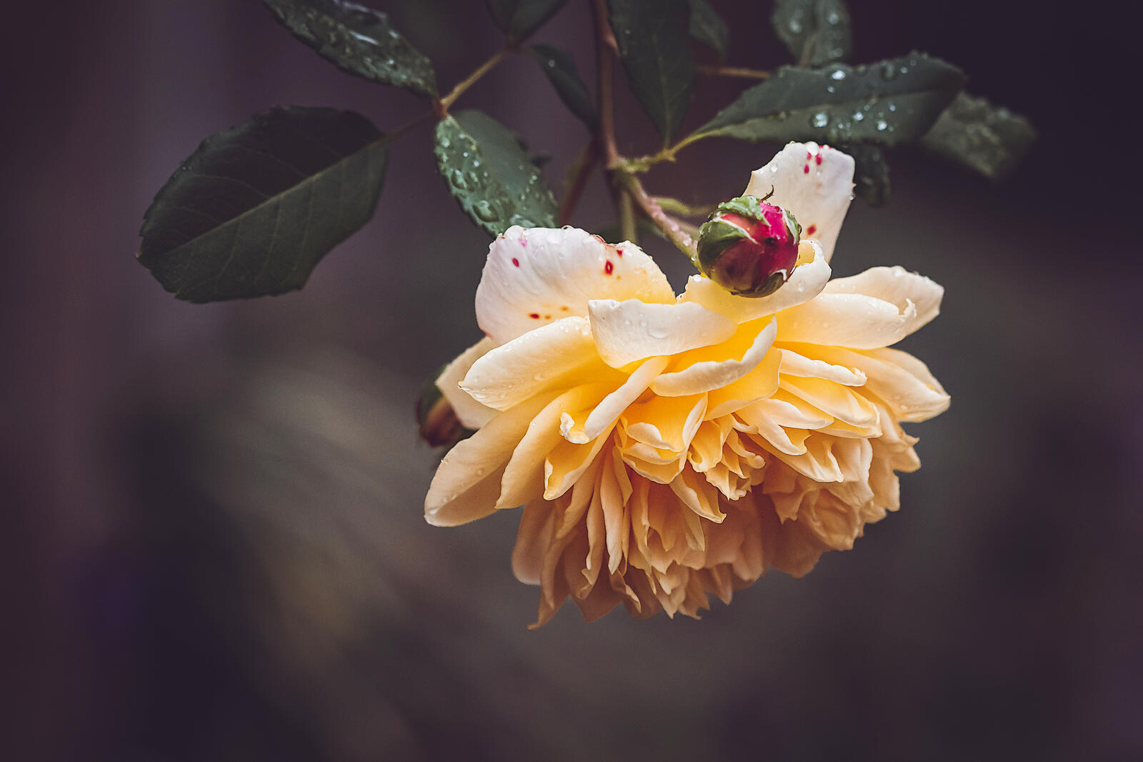 Бесплатное фото Нежно-желтая роза с каплями дождя