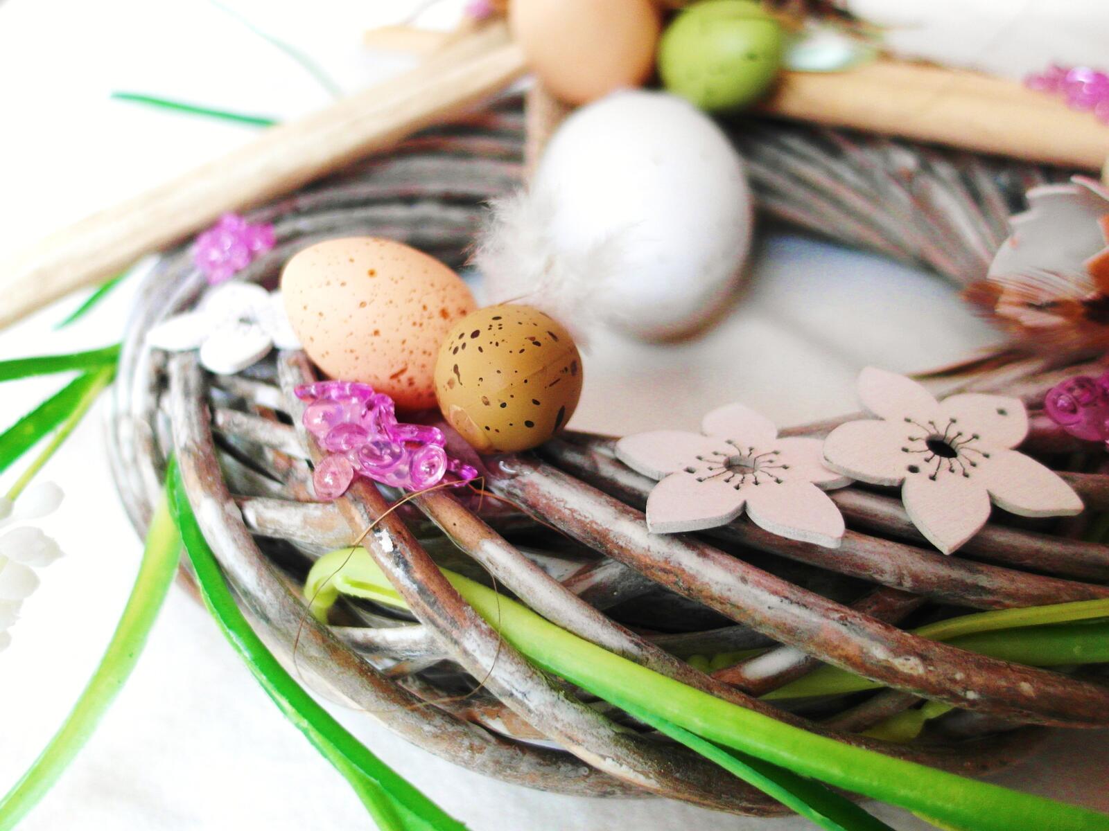 Бесплатное фото Перепелиные яйца в гнезде