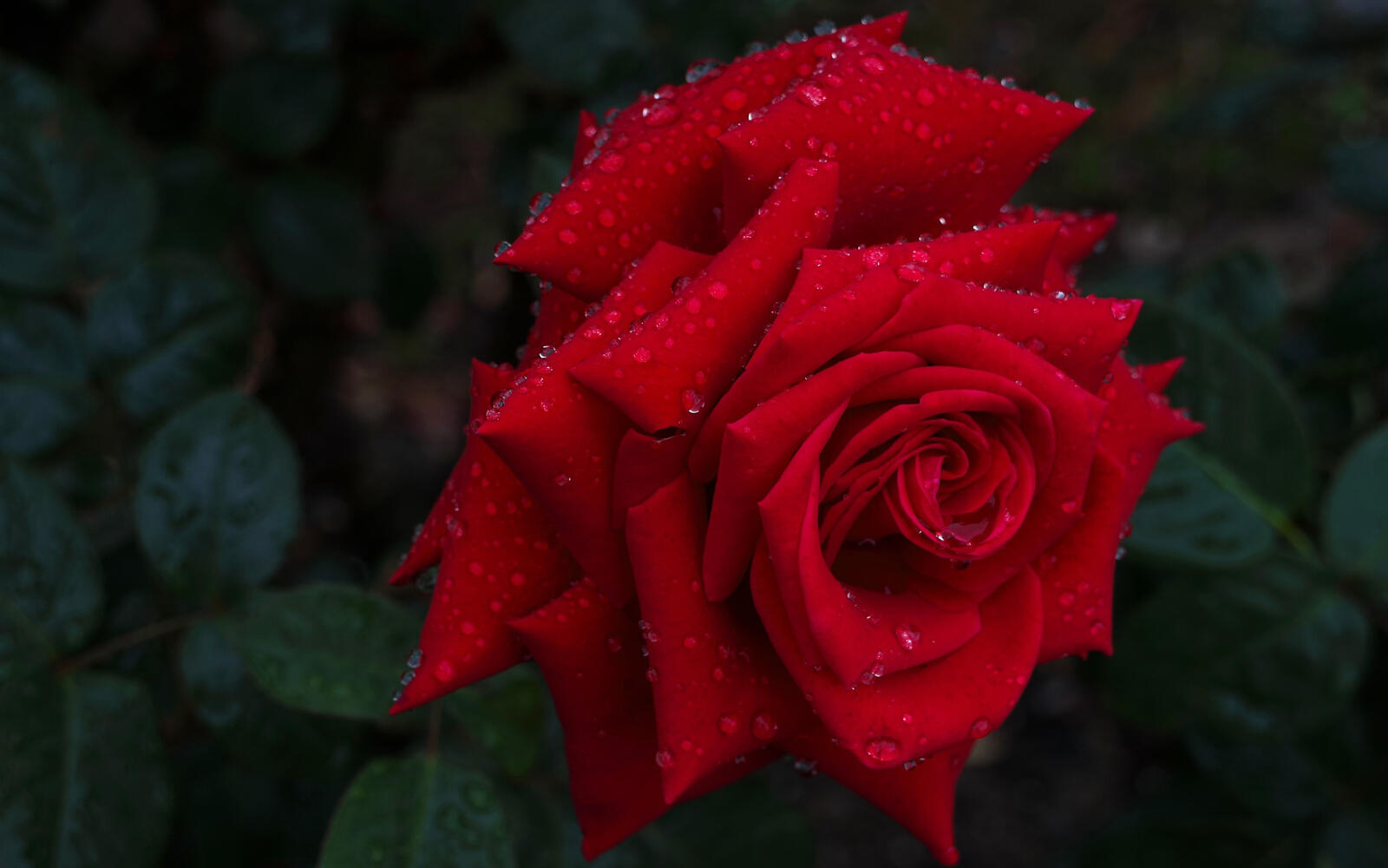 Free photo Water droplets on red rose petals