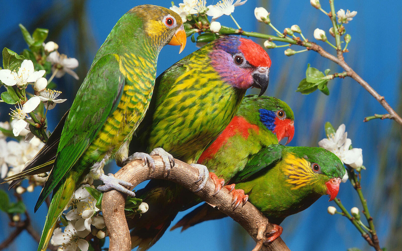 Colored parrots sitting on a branch