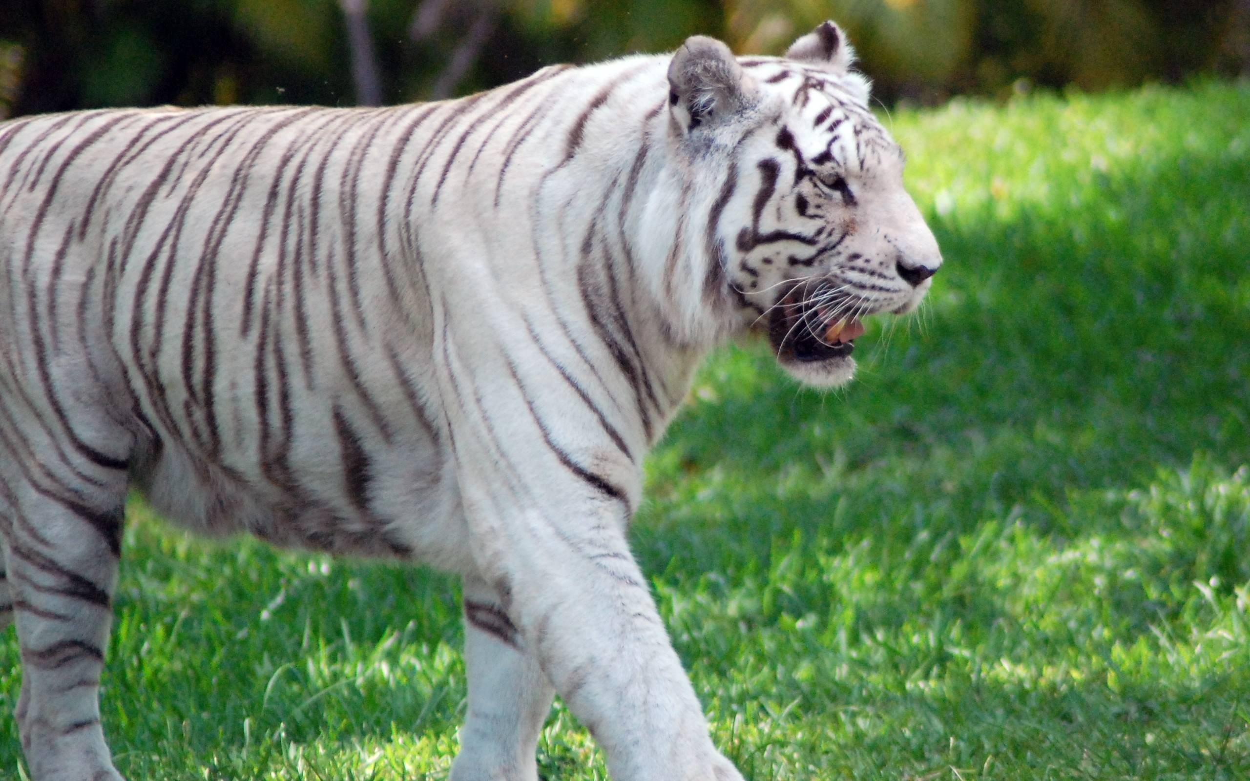 A white tiger walks on a green lawn