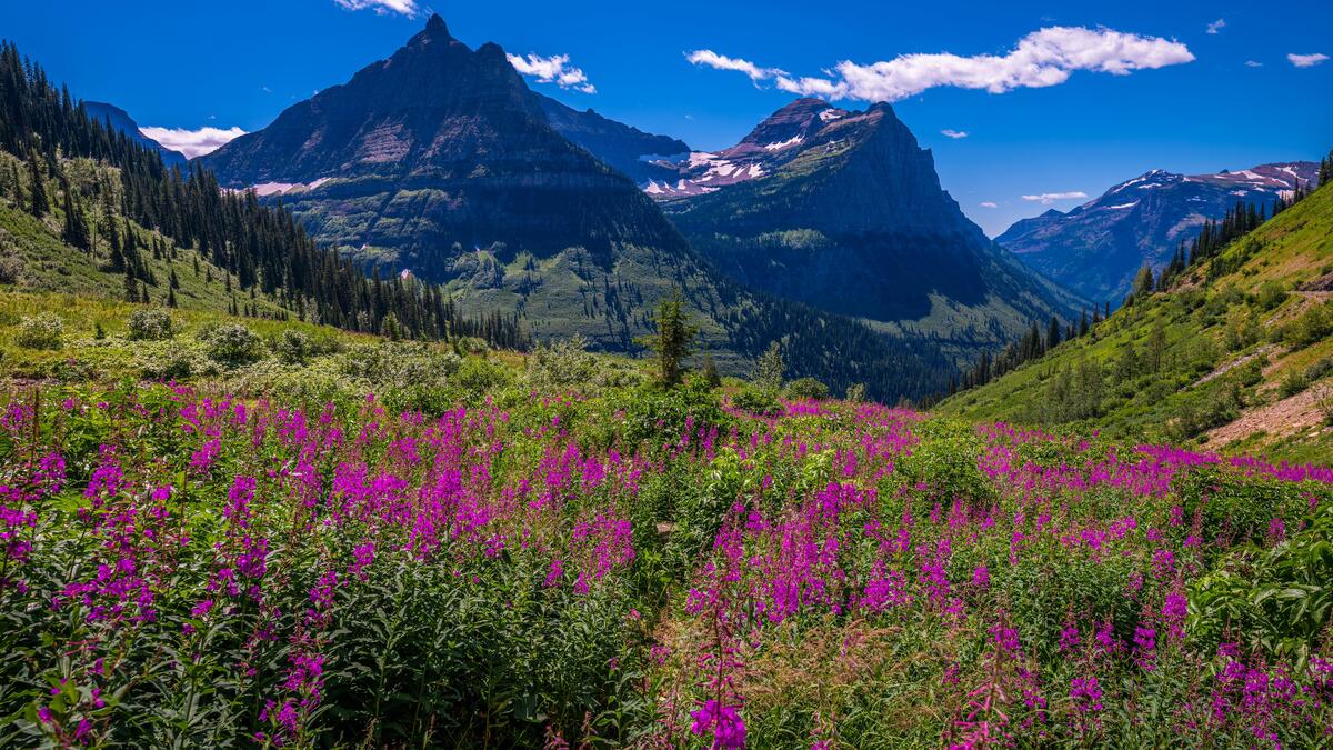Весна в горах США с цветами на склонах
