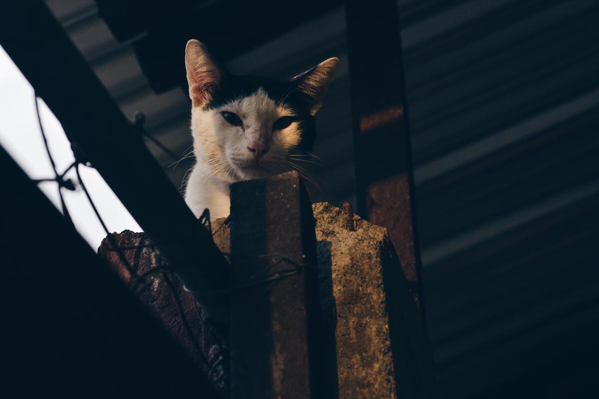 Уличный кот бело-черном окрасом наблюдает с высоты