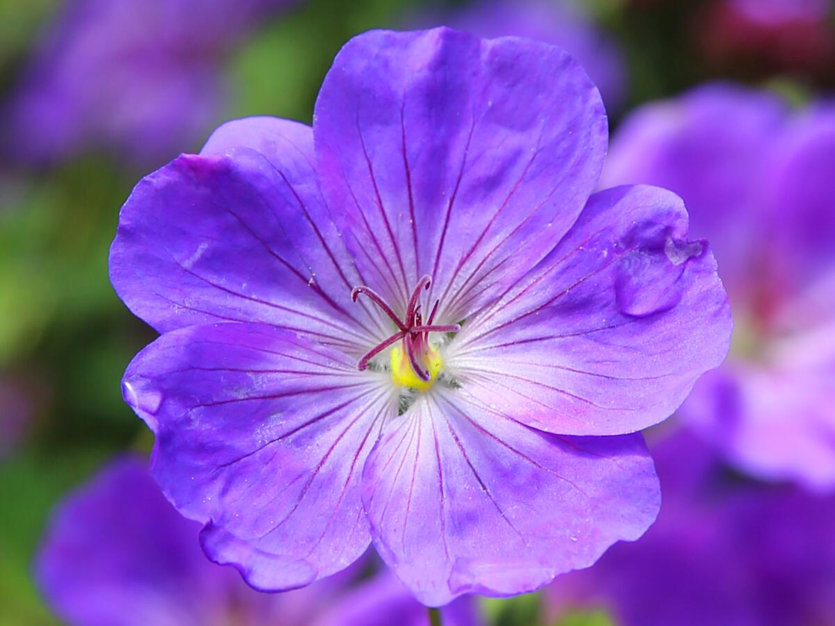 Красивый фиолетовый цветочек