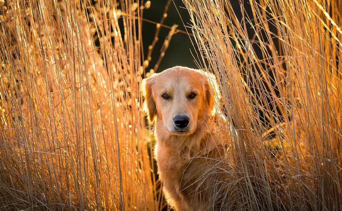 A golden retriever sits in the tall grass