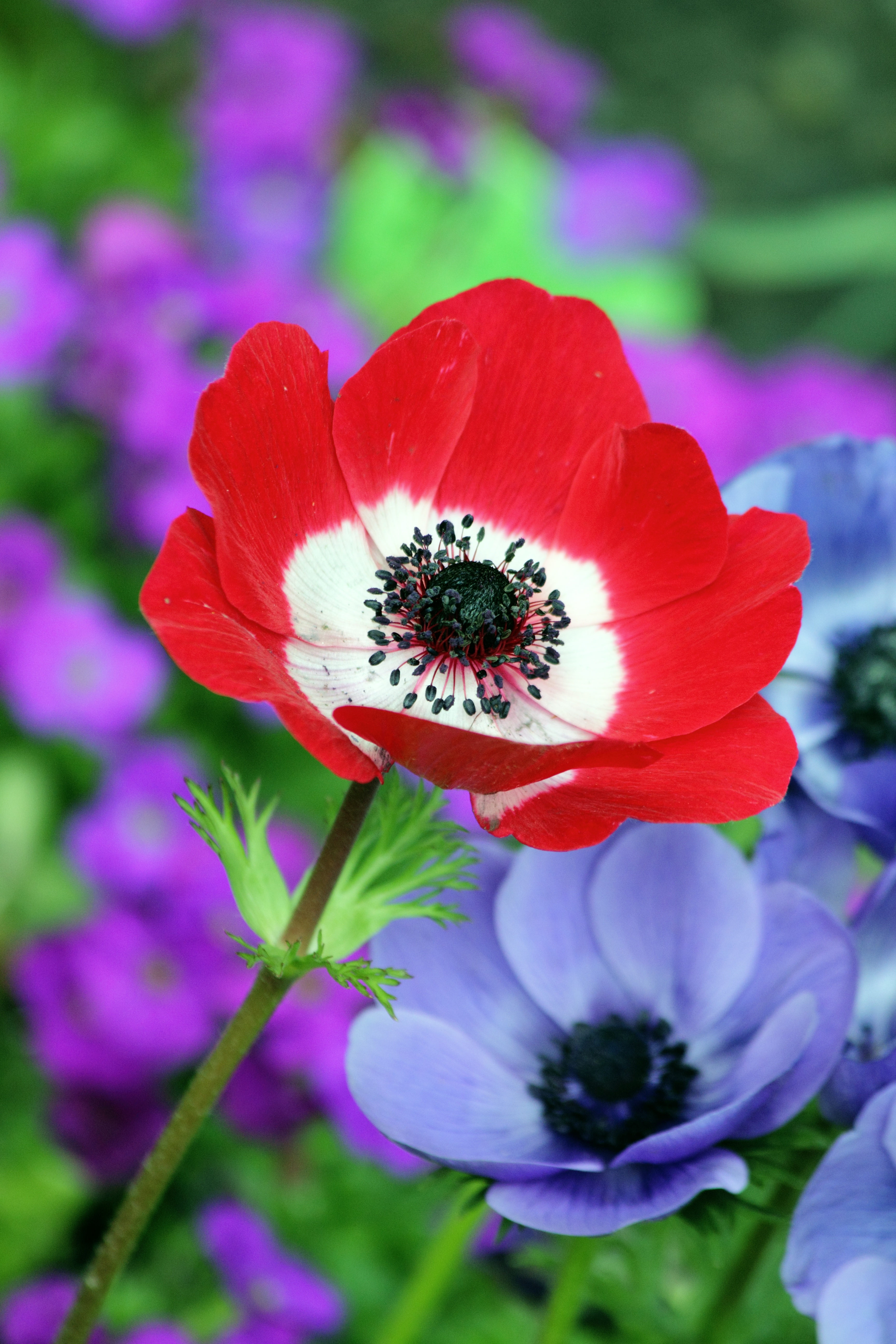 Бесплатное фото Красивый красный цветок в загородной местности