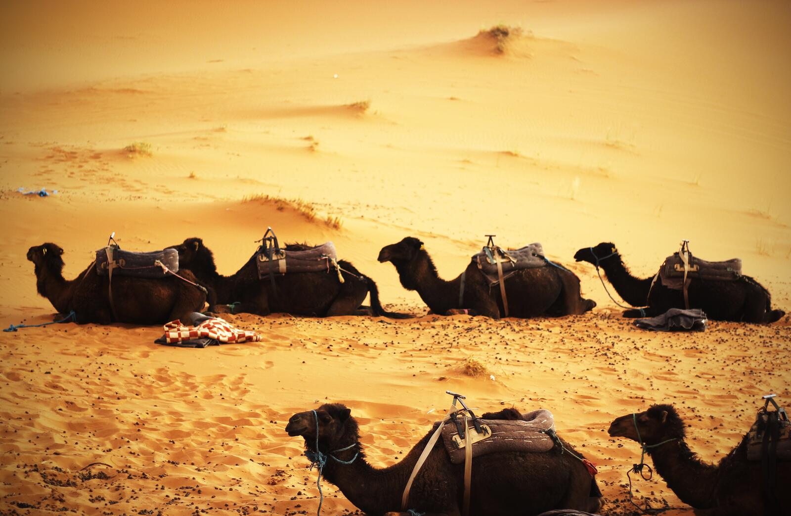 Free photo Camels resting after a long trek through the desert