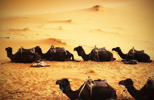 Camels resting after a long trek through the desert
