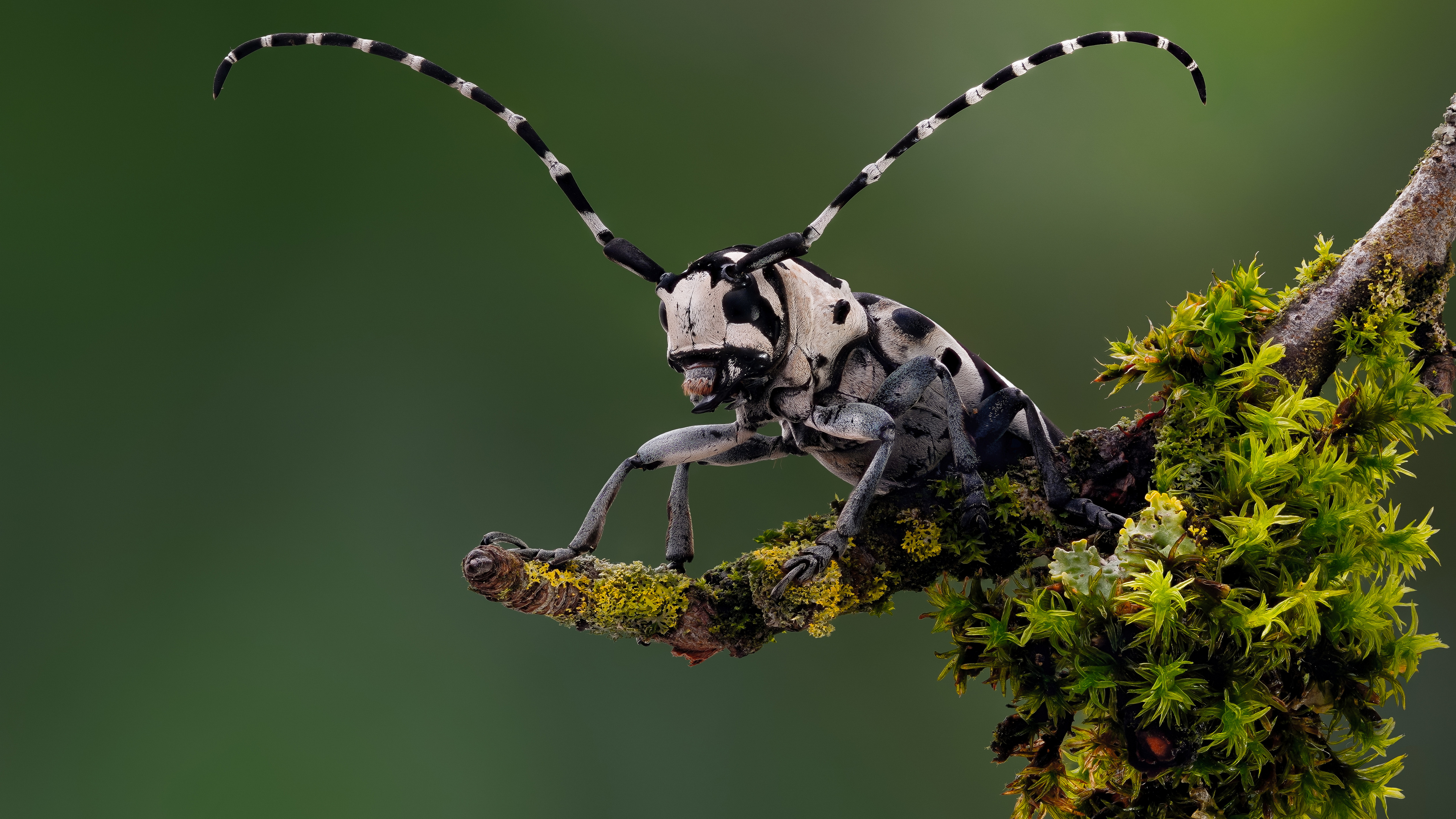 Free photo Close-up of a long-legged beetle
