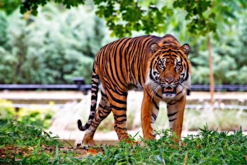 Суматранский тигр смотрит на зрителя