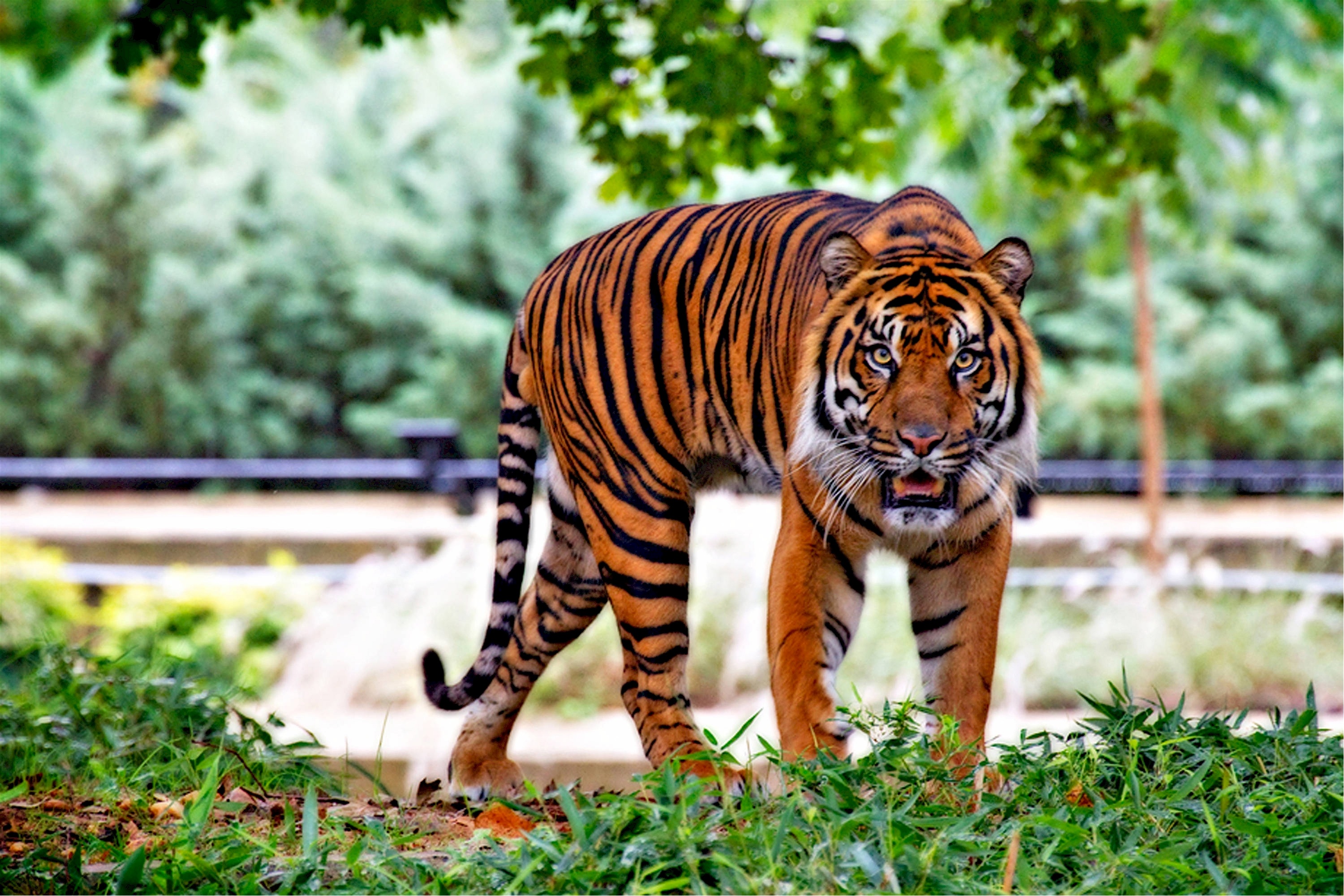 Free photo The Sumatran tiger looks at the viewer