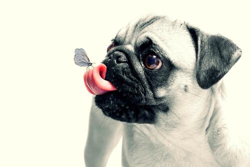 A butterfly landed on a pug`s tongue.