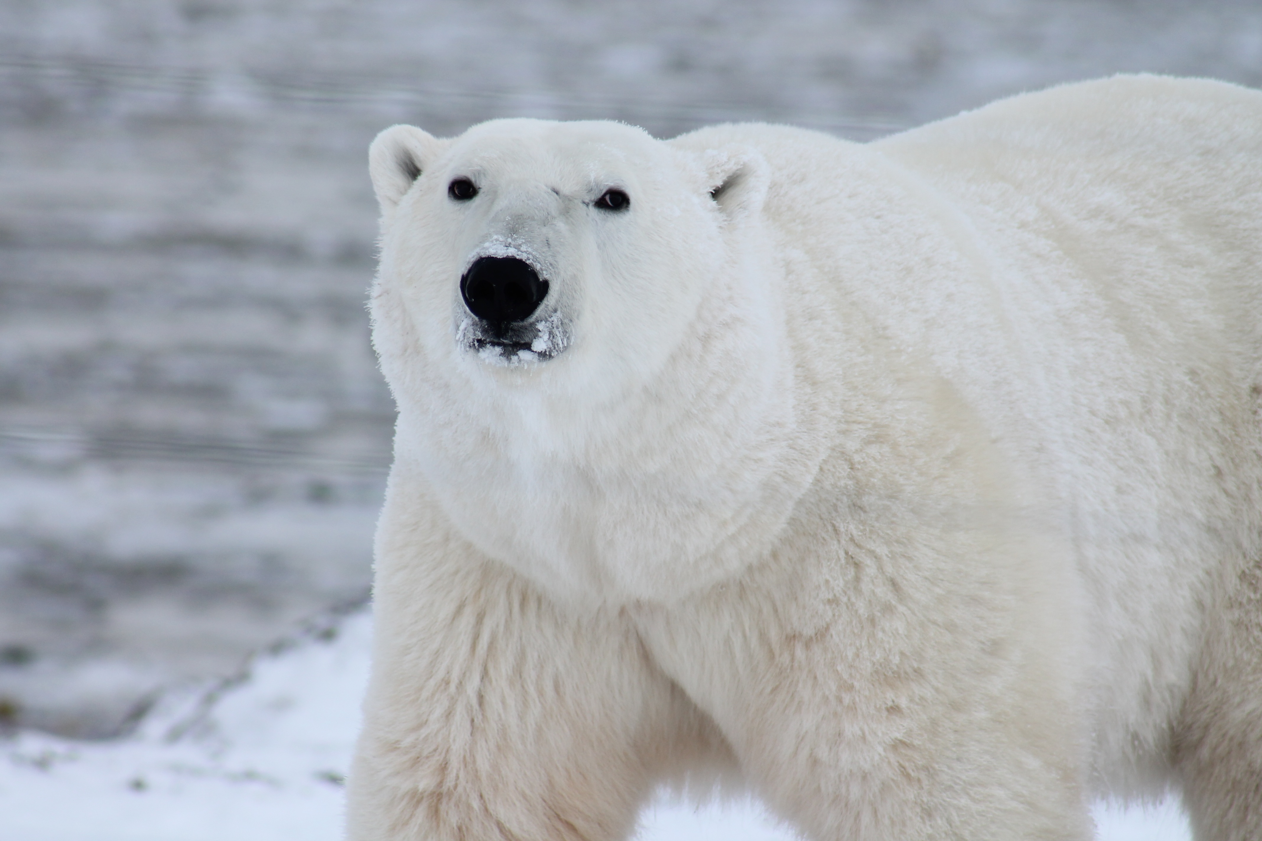 Белый полярный медведь идет гордой походкой