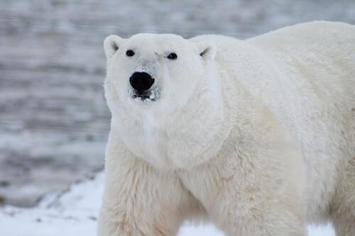Белый полярный медведь идет гордой походкой
