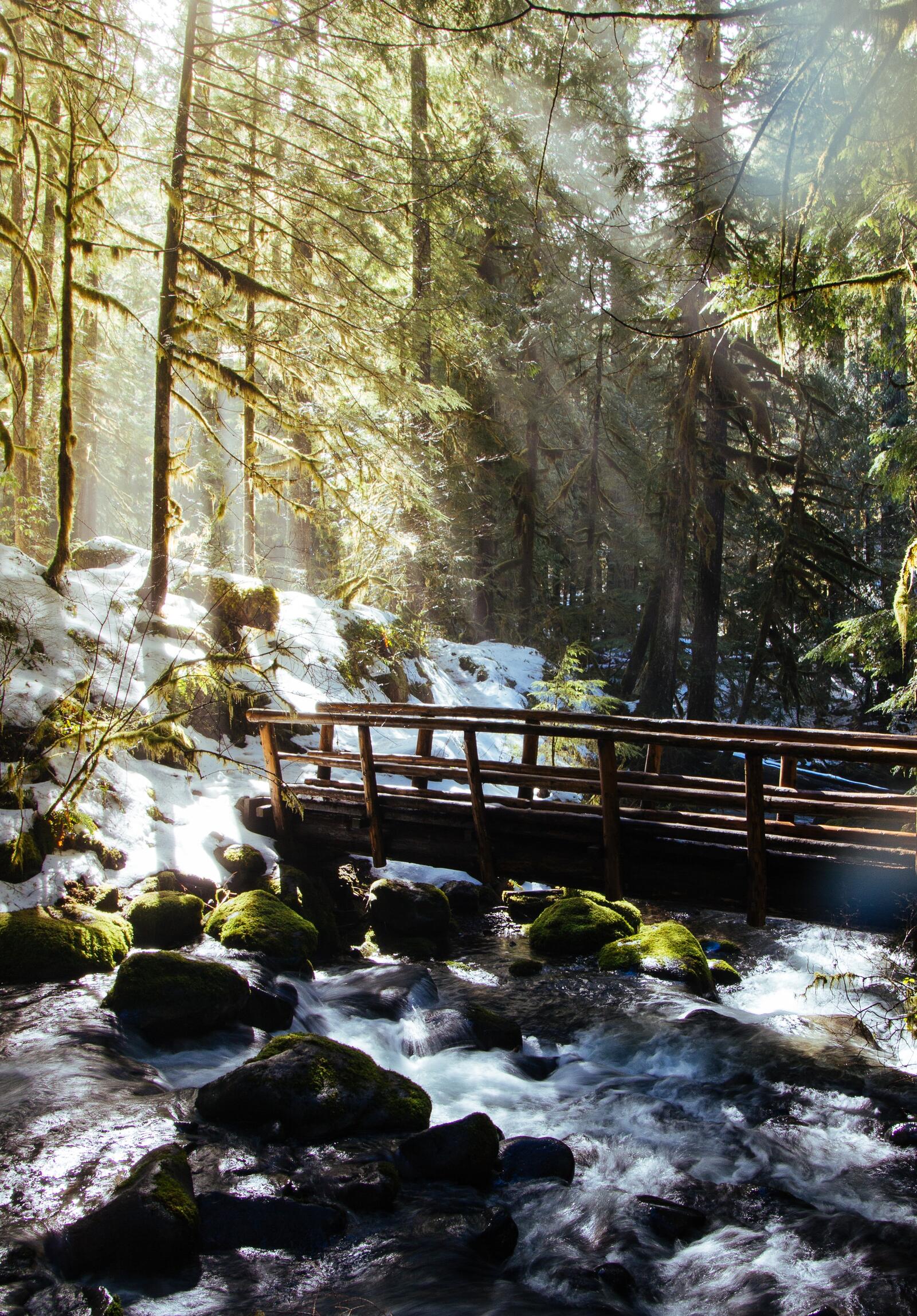 Free photo Sunlight in the woods falls on a wooden bridge over a strong river current