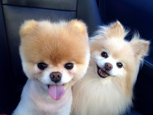 Two cute dogs