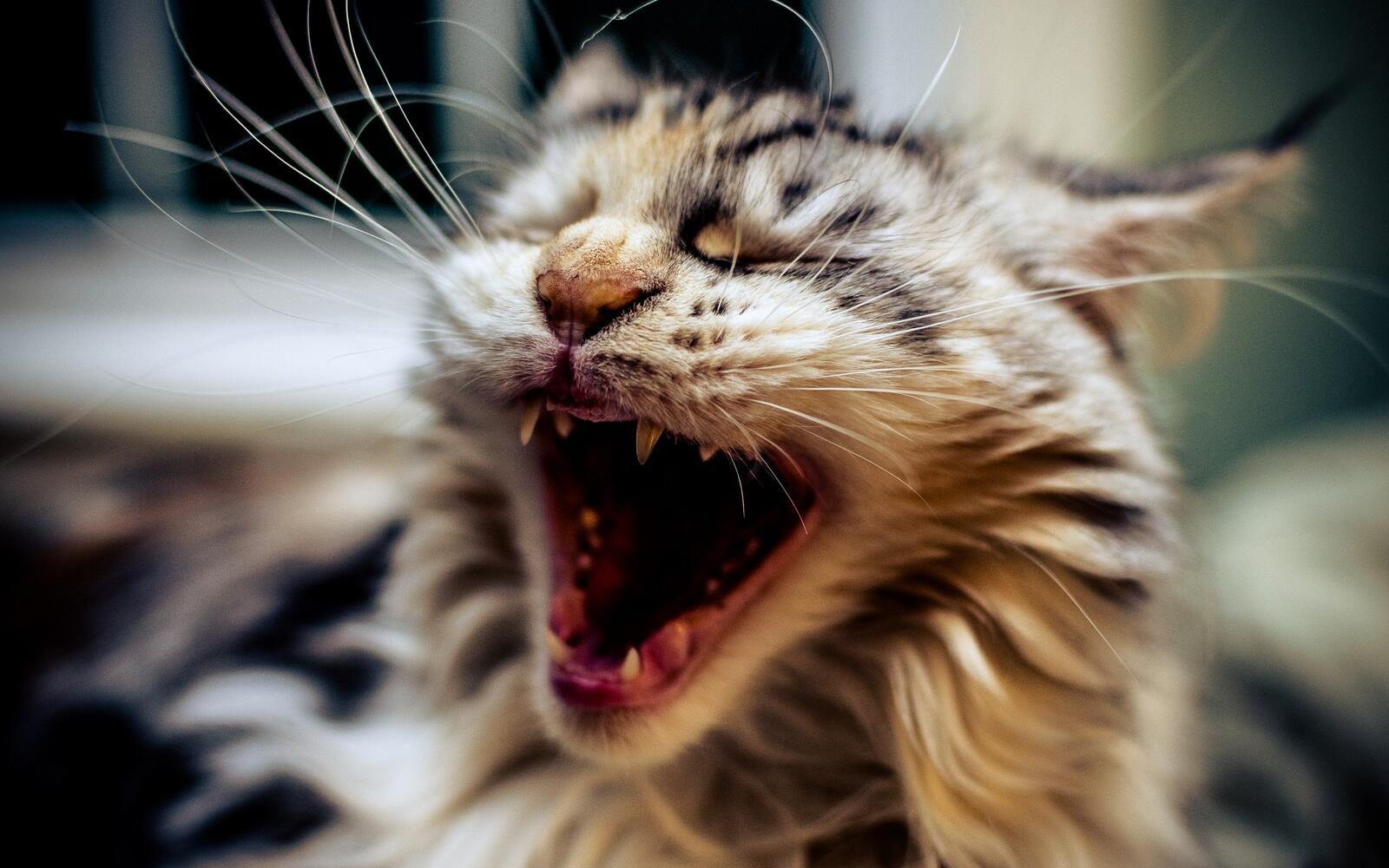 Wallpapers cat animals open mouth on the desktop